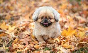 スマホで撮影した写真のサイズはピクセルでどのくらいが理想？