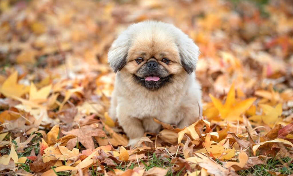 スマホの解像度を最適化する方法は？